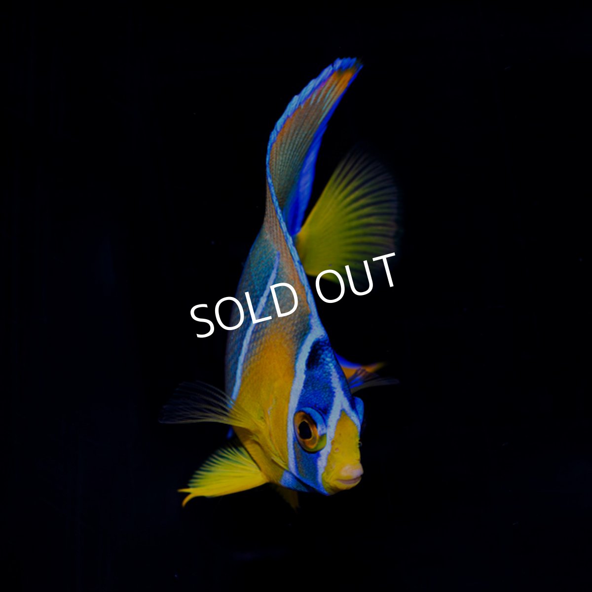 画像2: ■SALE■ クイーンエンゼル SM カリブ (2)