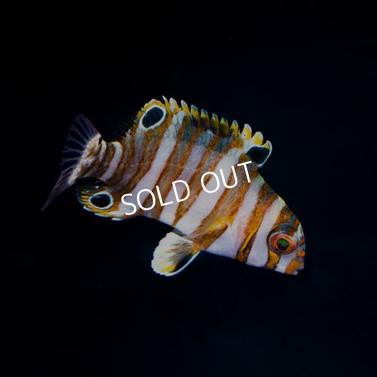 画像2: ■SALE■シチセンベラ 幼魚 (2)