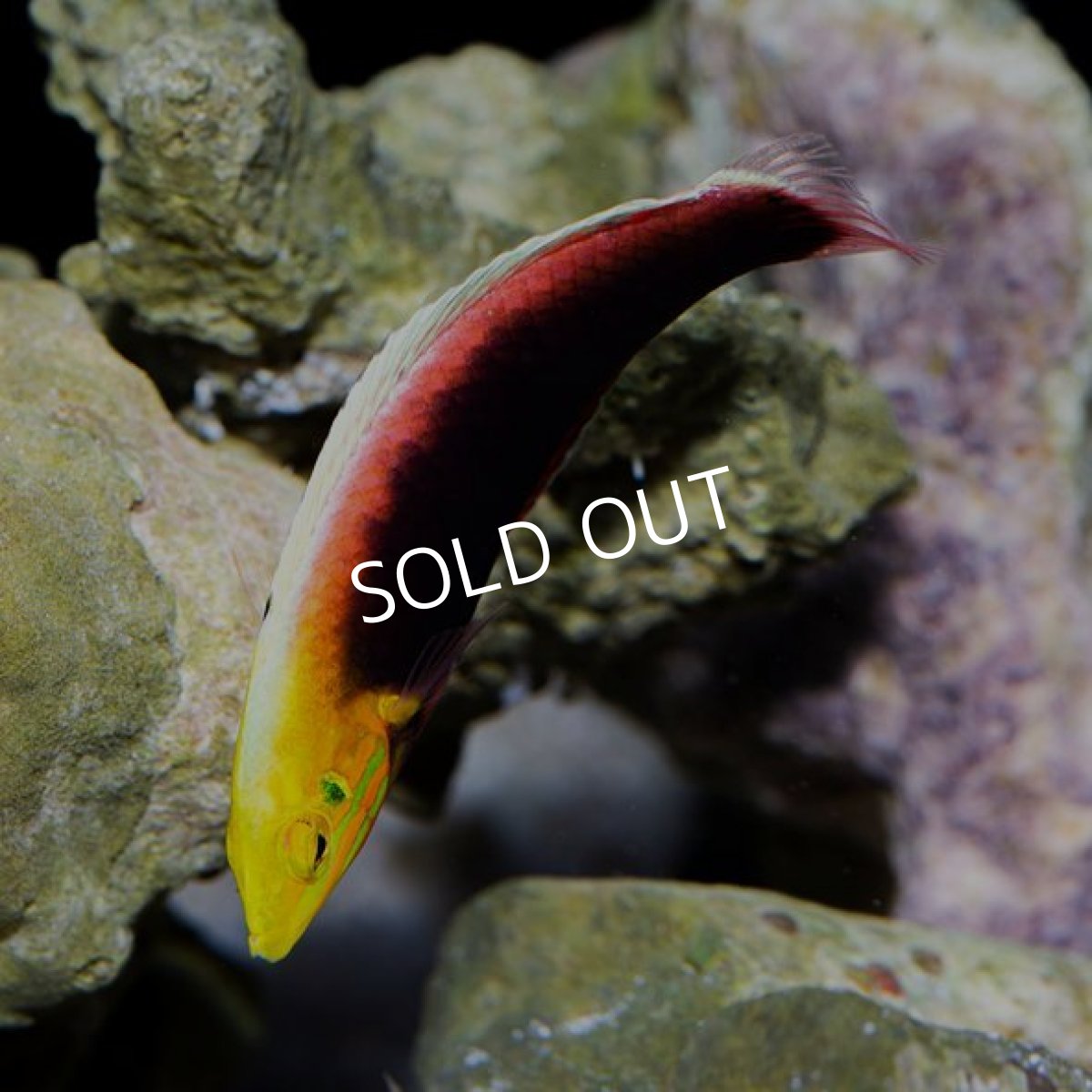 画像3: ■SALE■リーデントラス (3)