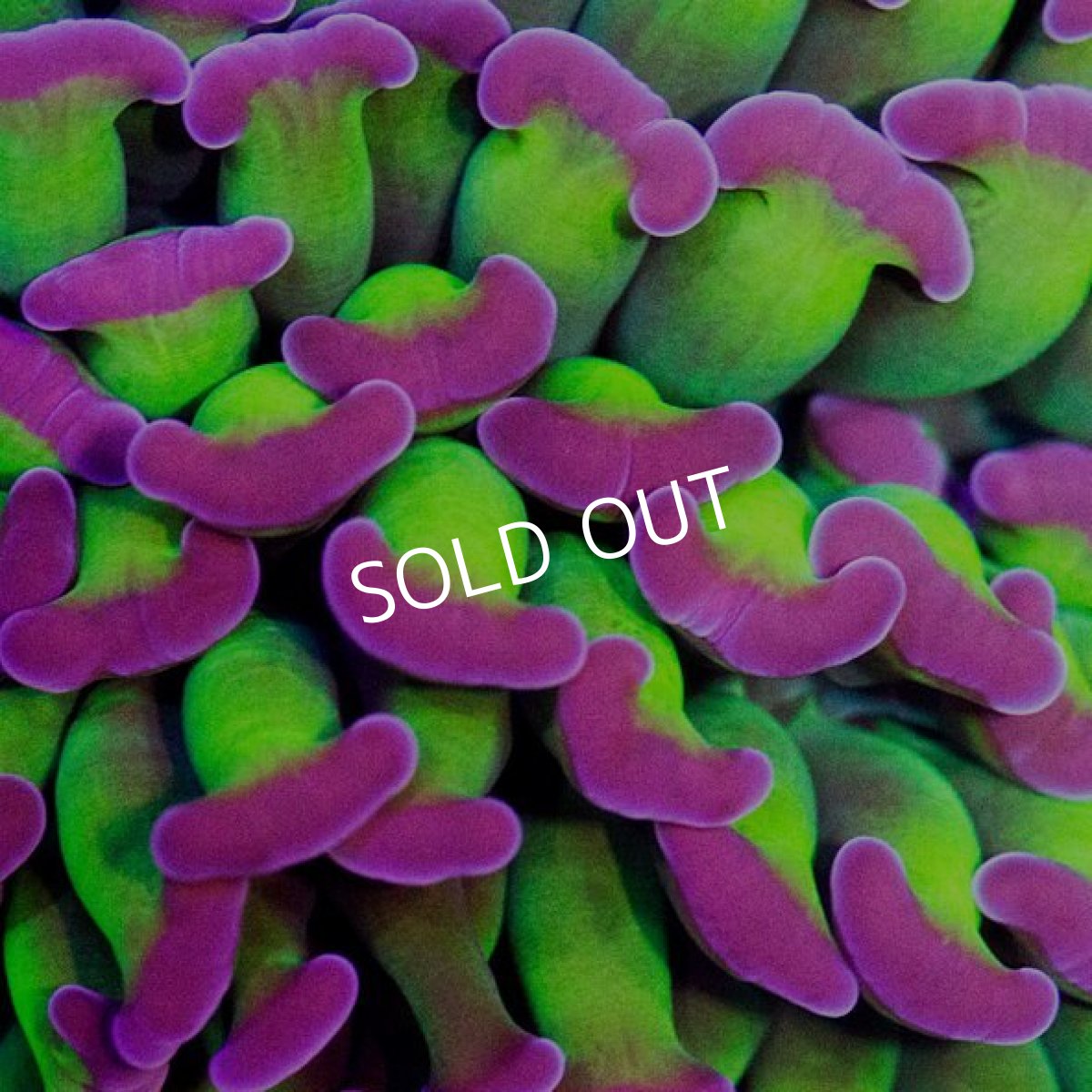 画像3: IF ナガレハナ Two Tone No.5 (3)