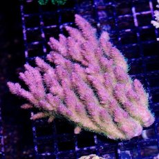 画像1: IF Acropora Ultra No.75 (1)