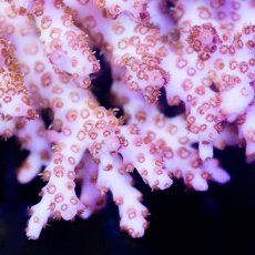 画像2: IF Acropora Ultra No.76 (2)