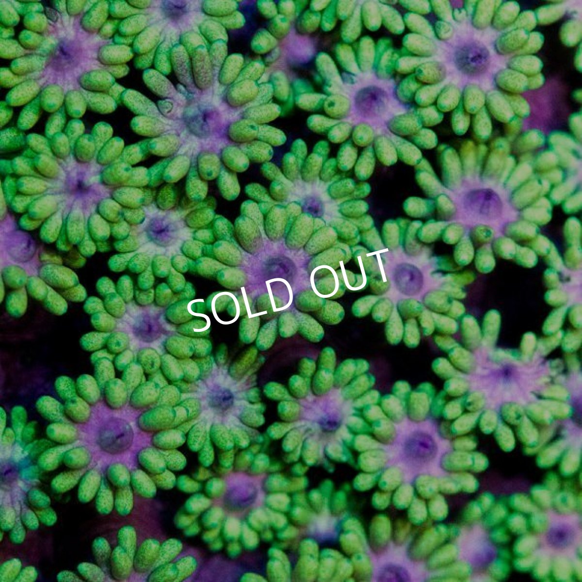 画像3: IF ハナガサ Green No.1 (3)