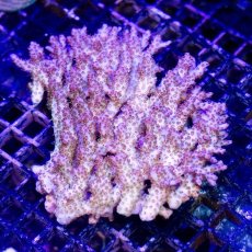 画像1: IF Acropora Ultra No.76 (1)