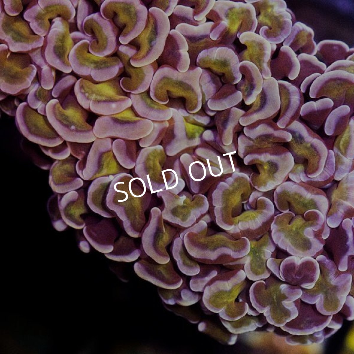 画像2: IF ナガレハナ Gold Stem No.7 (2)