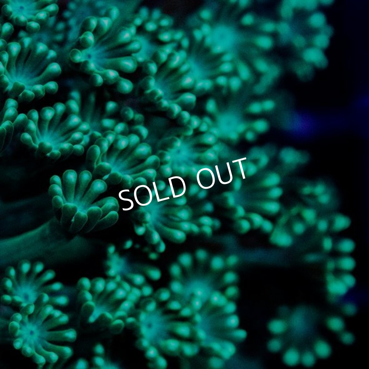 画像2: IF アワサンゴ (2)