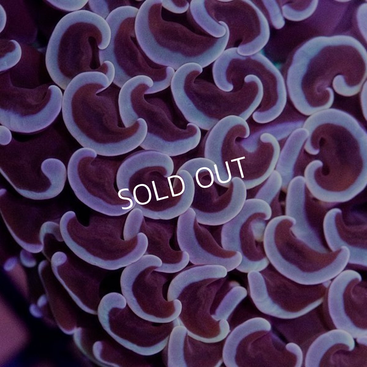 画像2: IF ナガレハナ T-size No.6 (2)