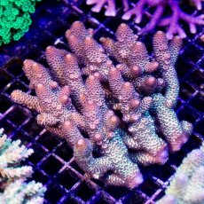 画像1: IF Acropora Ultra No.73 (1)