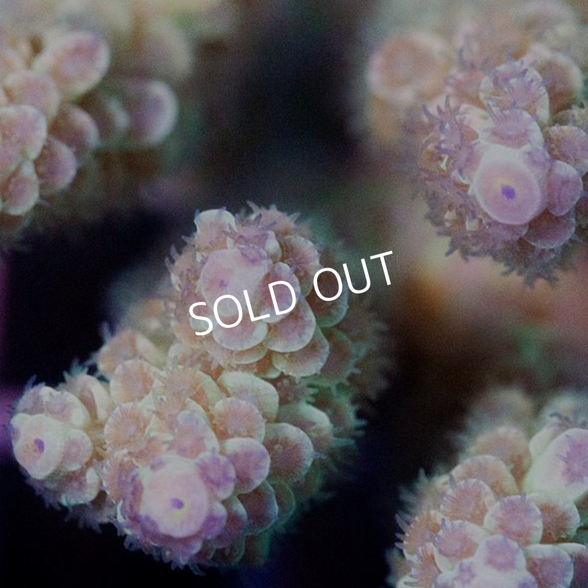 画像3: IF Acropora Ultra No.72 (3)