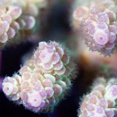 画像3: IF Acropora Ultra No.72 (3)