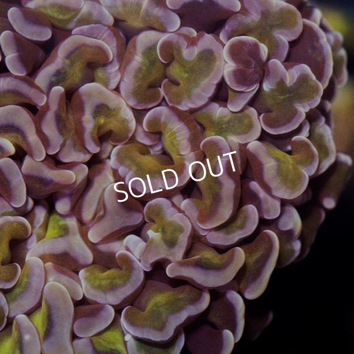 画像3: IF ナガレハナ Gold Stem No.7 (3)