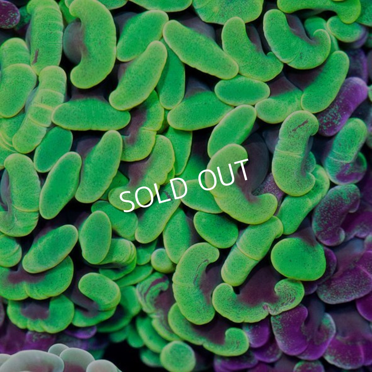 画像3: IF ナガレハナ Two Tone No.4 (3)