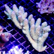 画像1: IF Acropora Ultra No.72 (1)