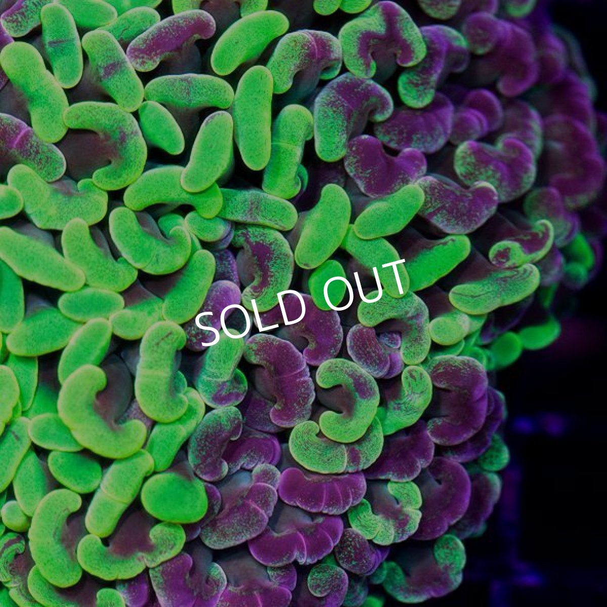 画像2: IF ナガレハナ Two Tone No.4 (2)