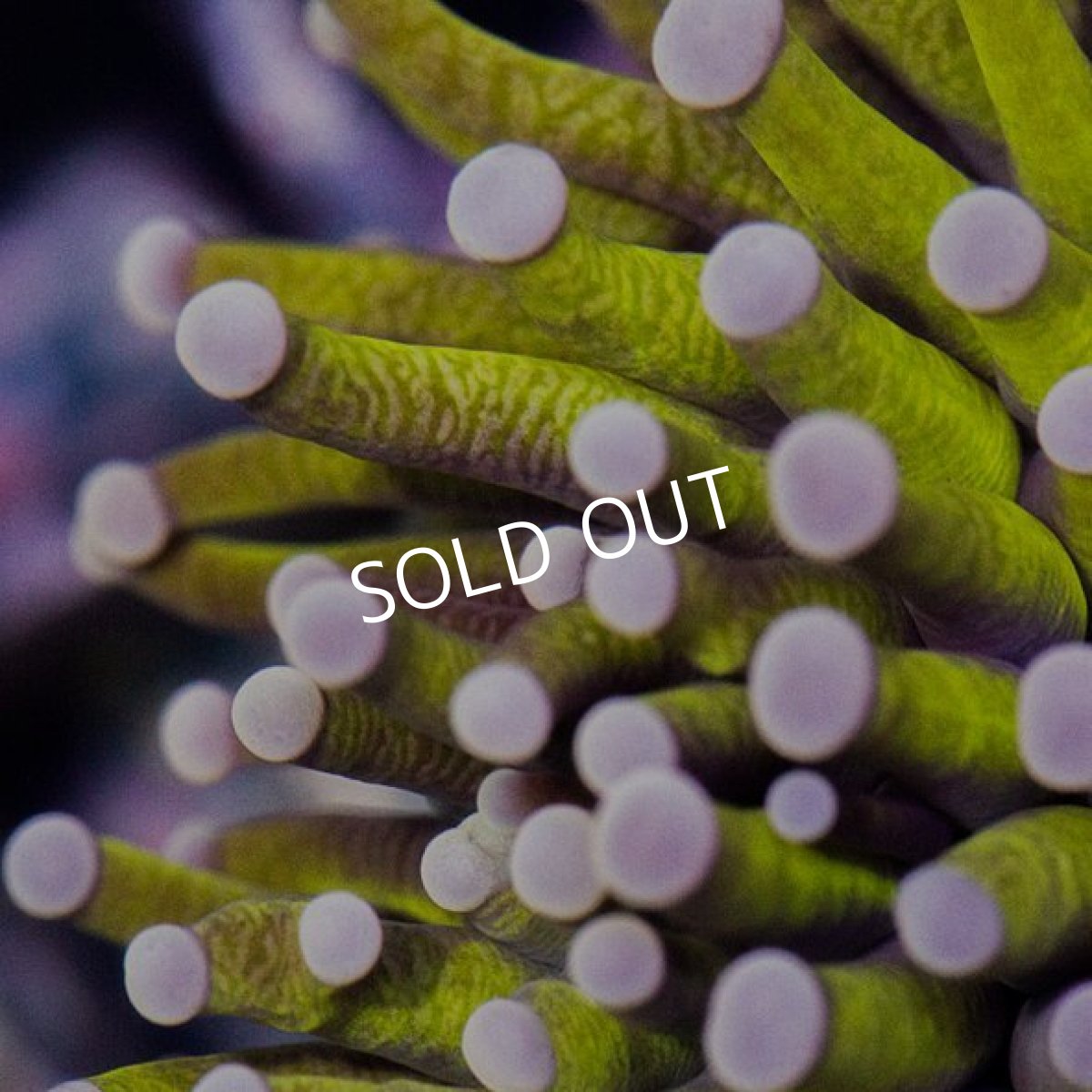 画像2: IF Gold Torch (2)