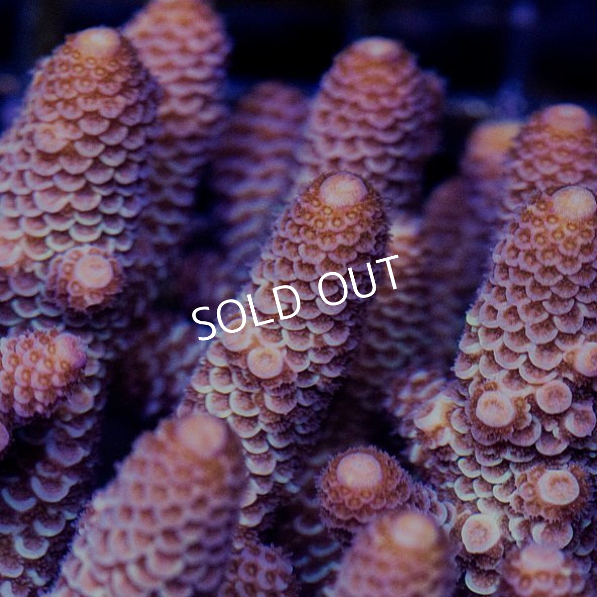 画像2: IF Acropora Ultra No.73 (2)