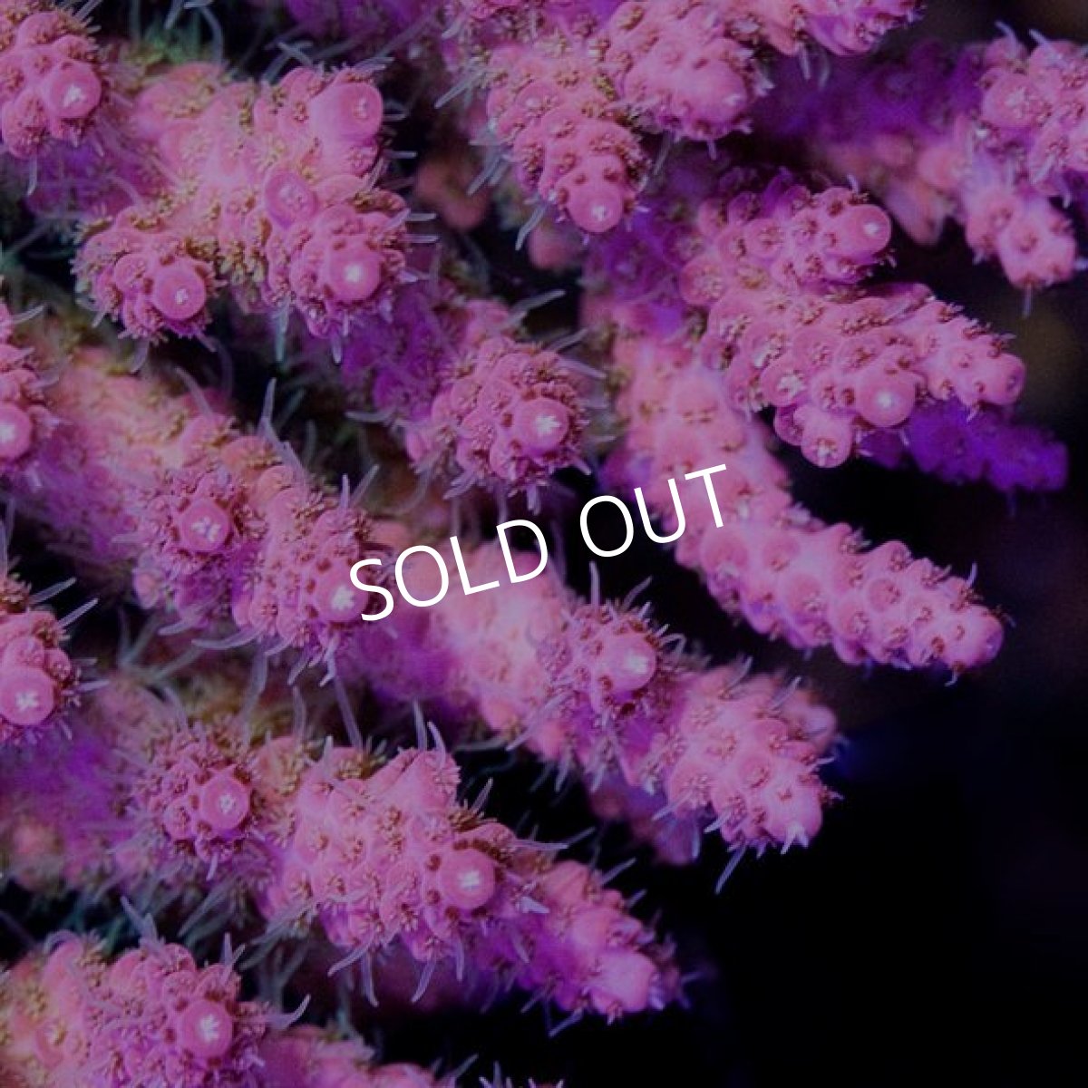 画像2: IF Acropora Ultra No.75 (2)