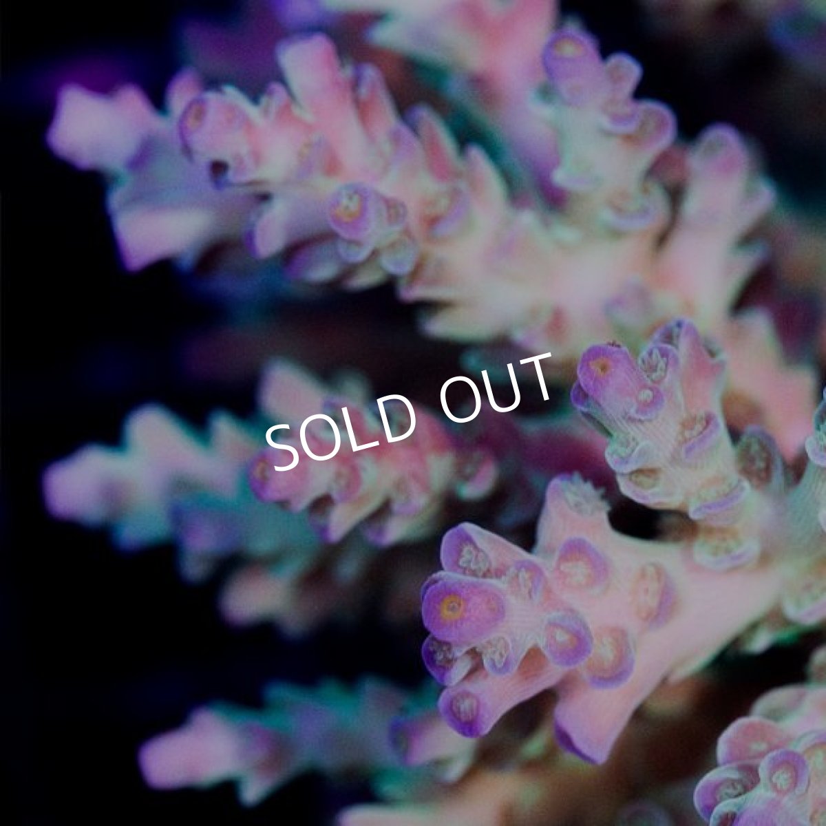 画像3: IF Acropora Ultra No.74 (3)