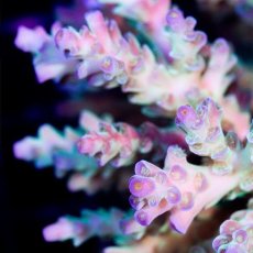 画像3: IF Acropora Ultra No.74 (3)