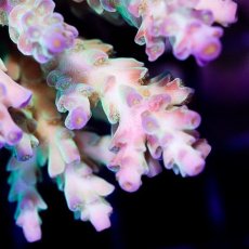 画像2: IF Acropora Ultra No.74 (2)