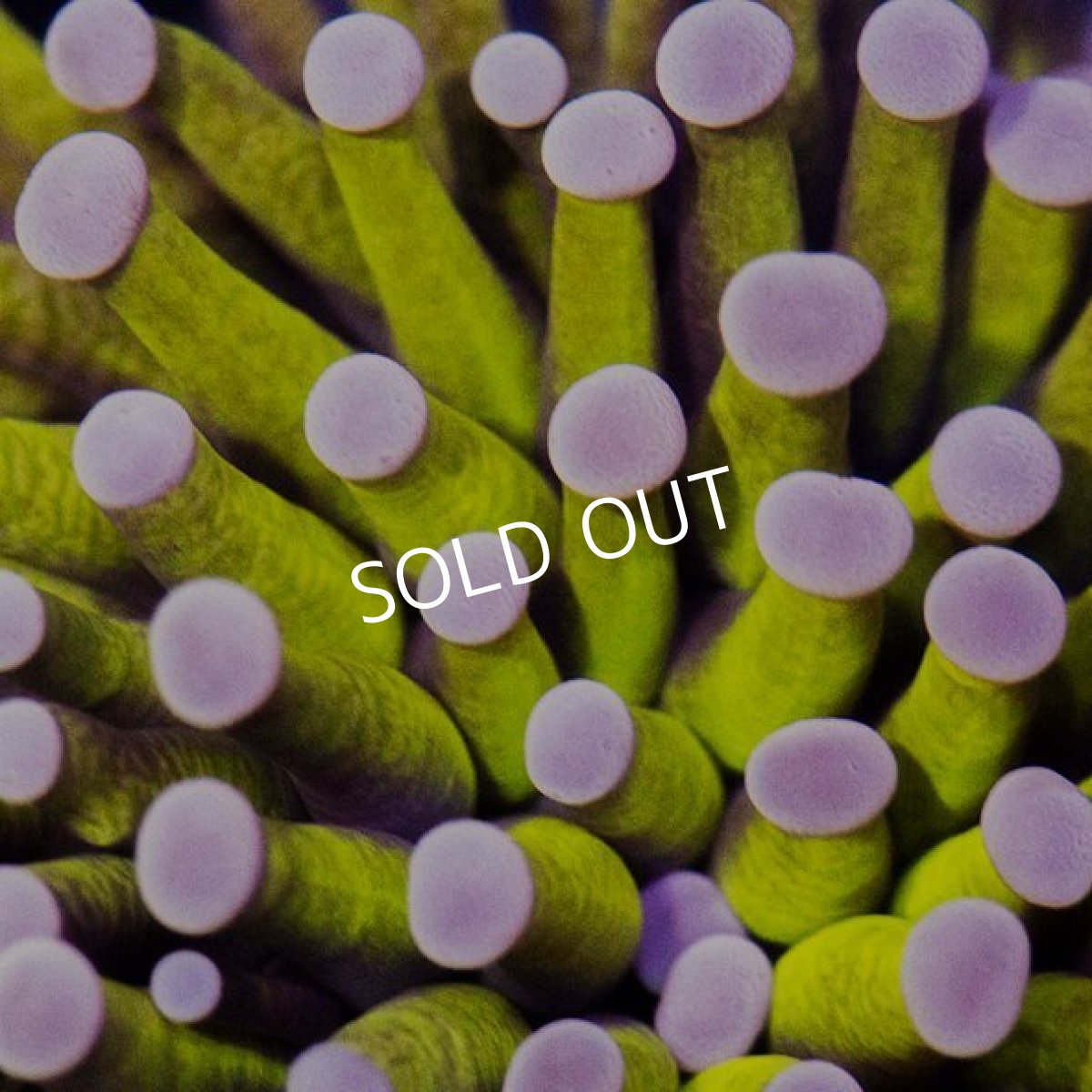 画像3: IF Gold Torch (3)