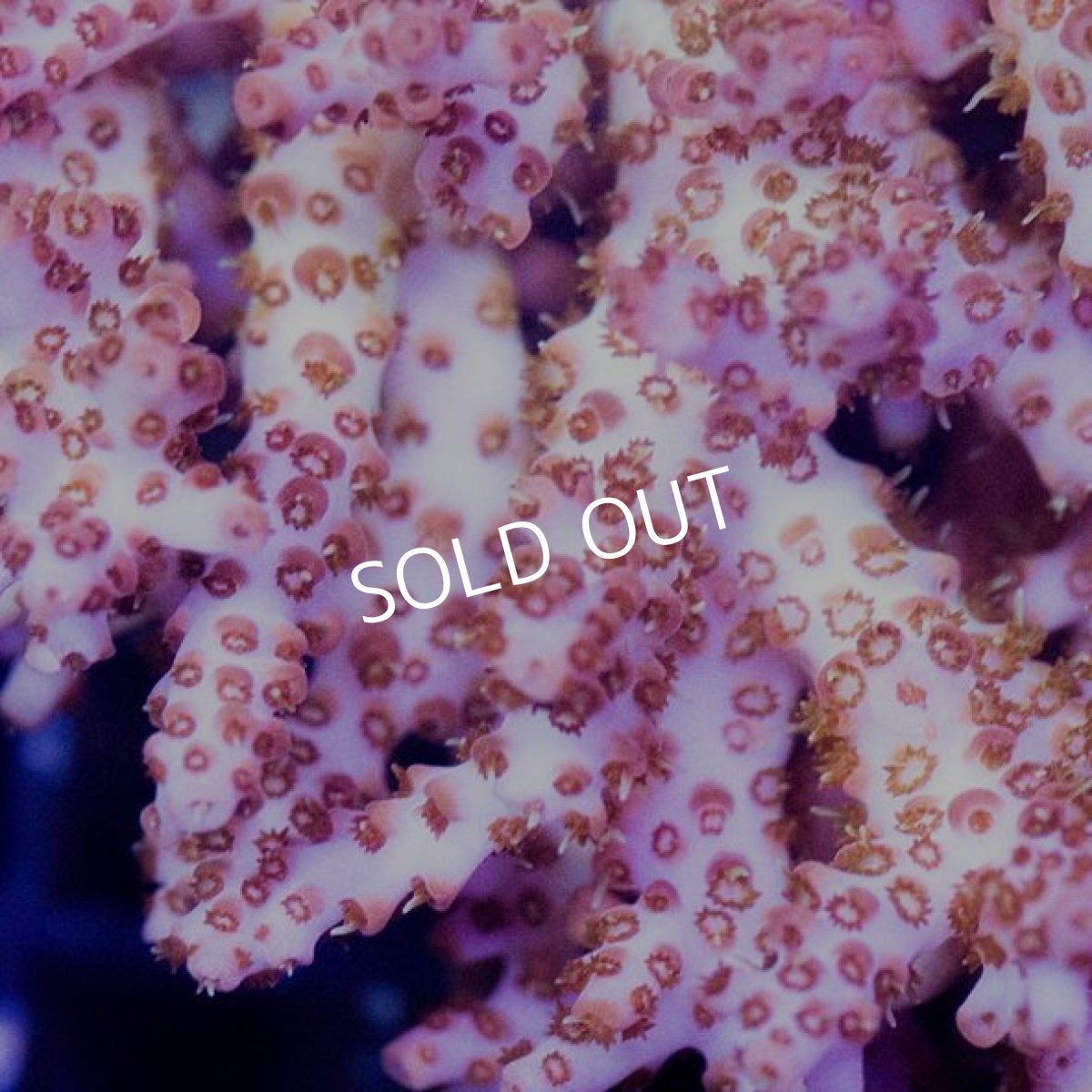 画像3: IF Acropora Ultra No.76 (3)