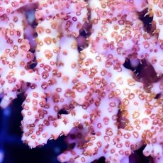 画像3: IF Acropora Ultra No.76 (3)