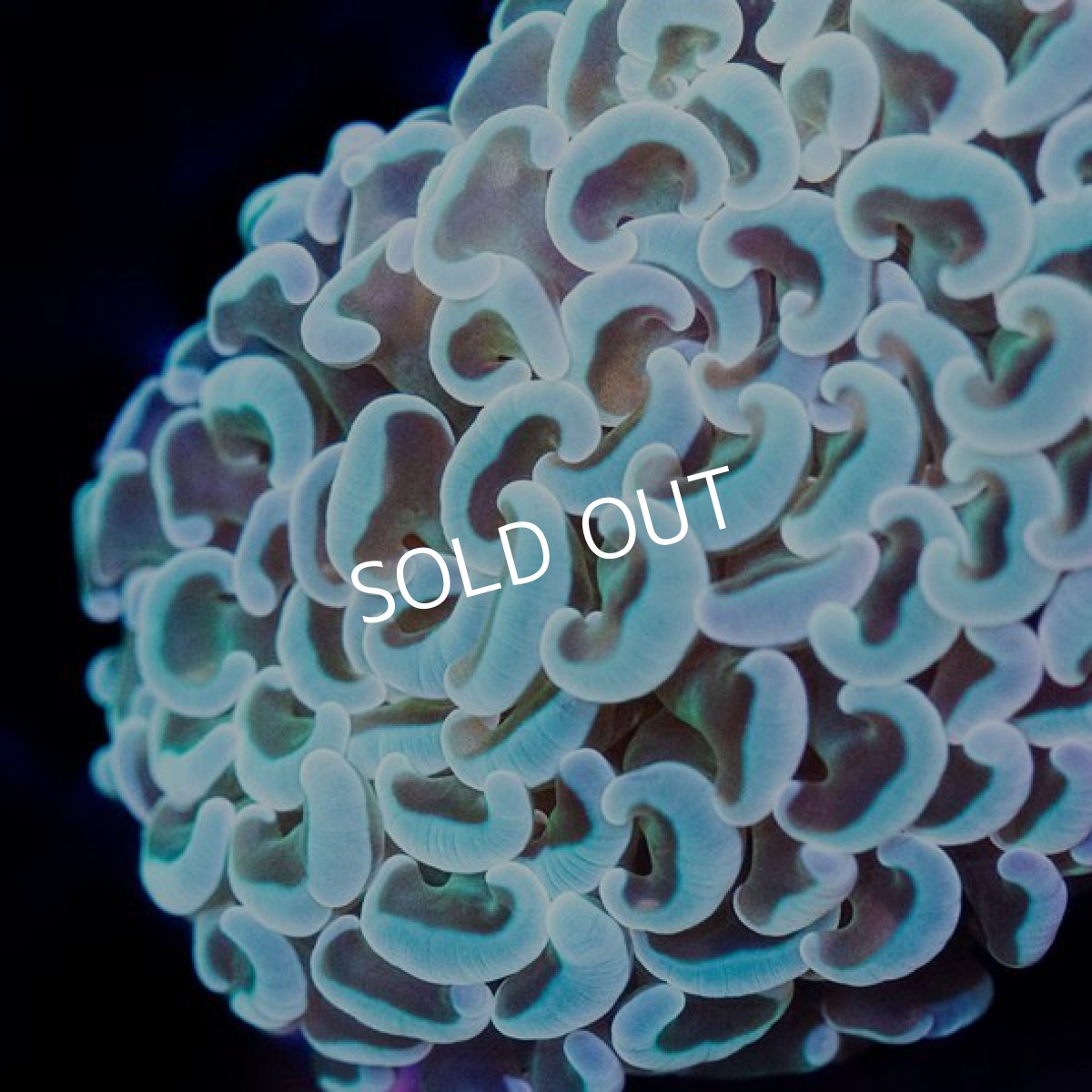 画像2: IF ナガレハナ No.2 (2)