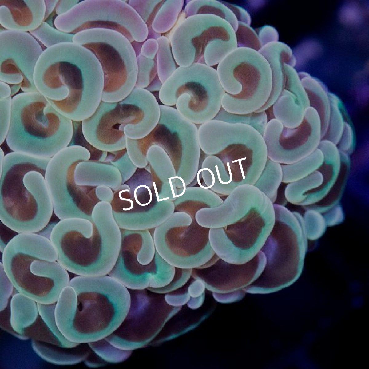 画像2: IF ナガレハナ No.3 (2)