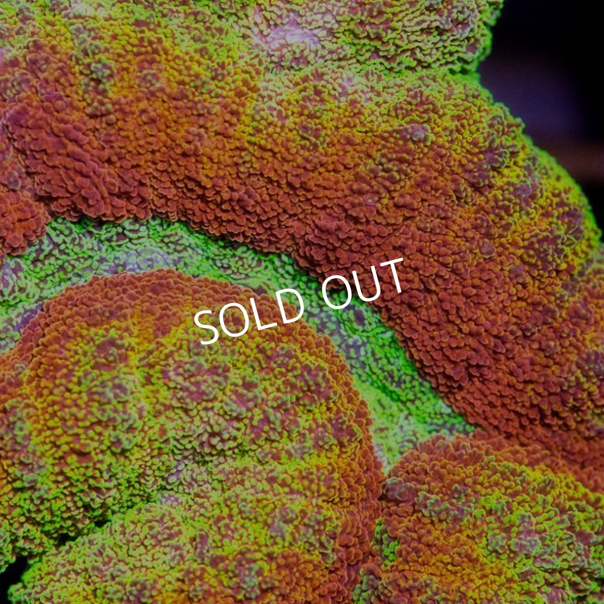 画像2: IF ハナガタ No.2 (2)