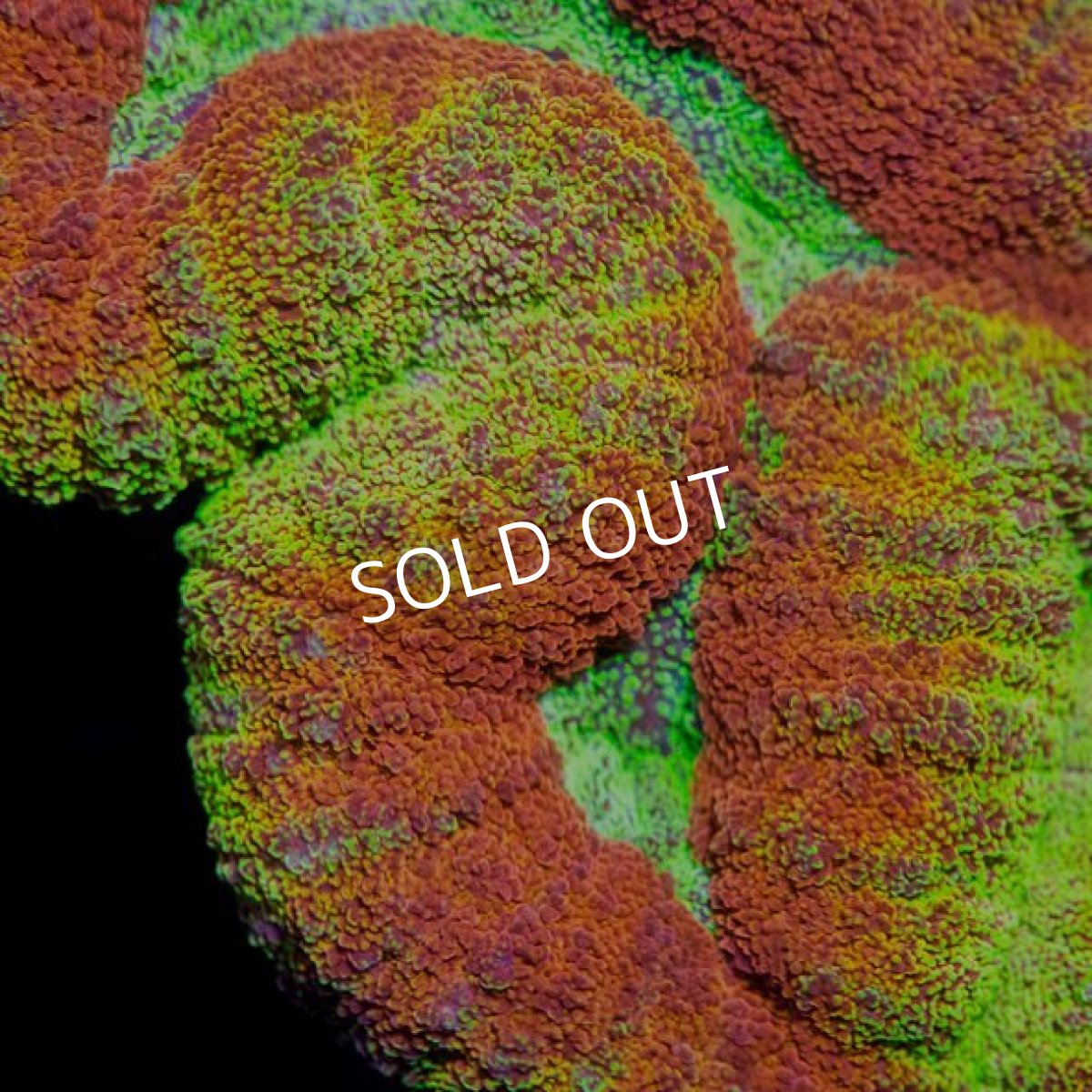 画像3: IF ハナガタ No.2 (3)