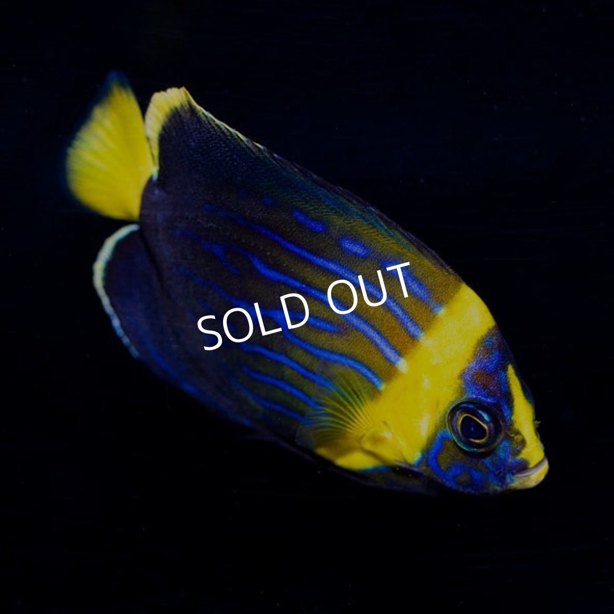 画像2: ■SALE■キンチャクダイ ベトナム (2)