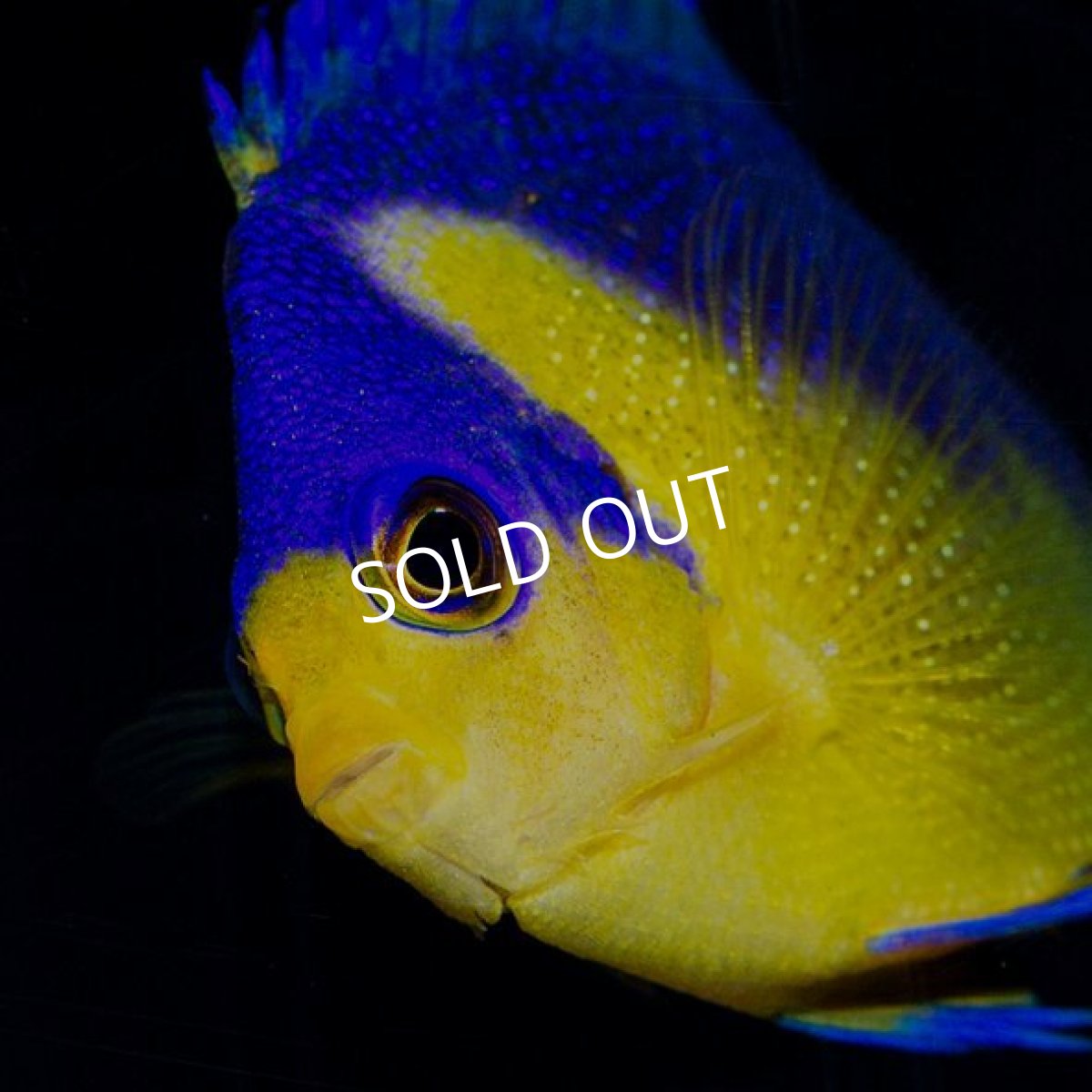 画像3: スミレヤッコ M 八重山産 No.2 (3)