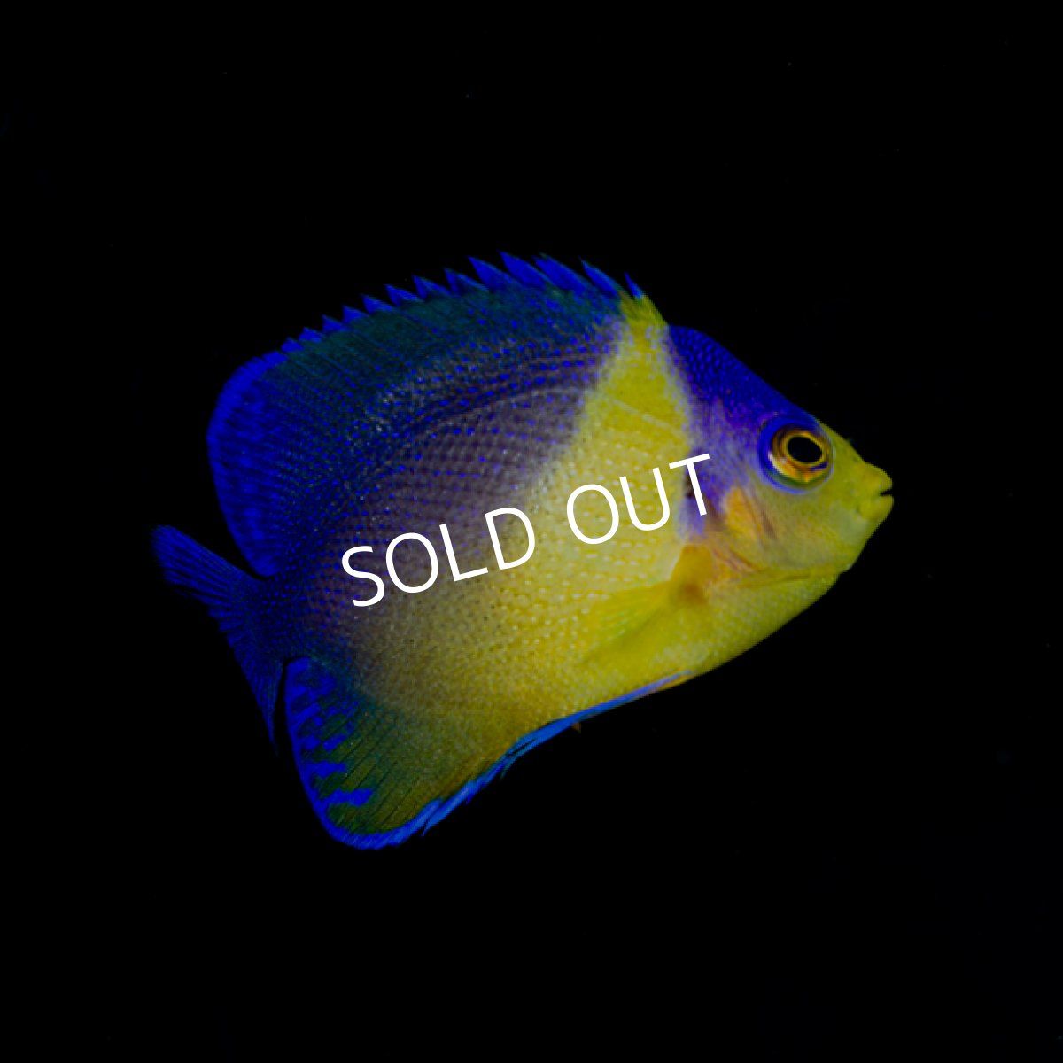 画像2: スミレヤッコ M 八重山産 No.1 (2)