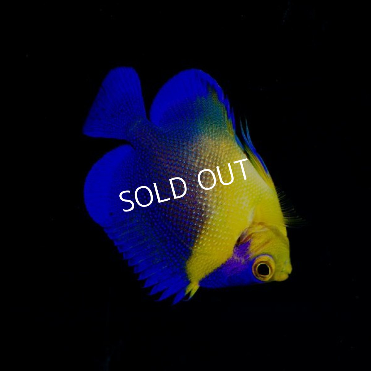 画像2: スミレヤッコ S 八重山産 No.1 (2)