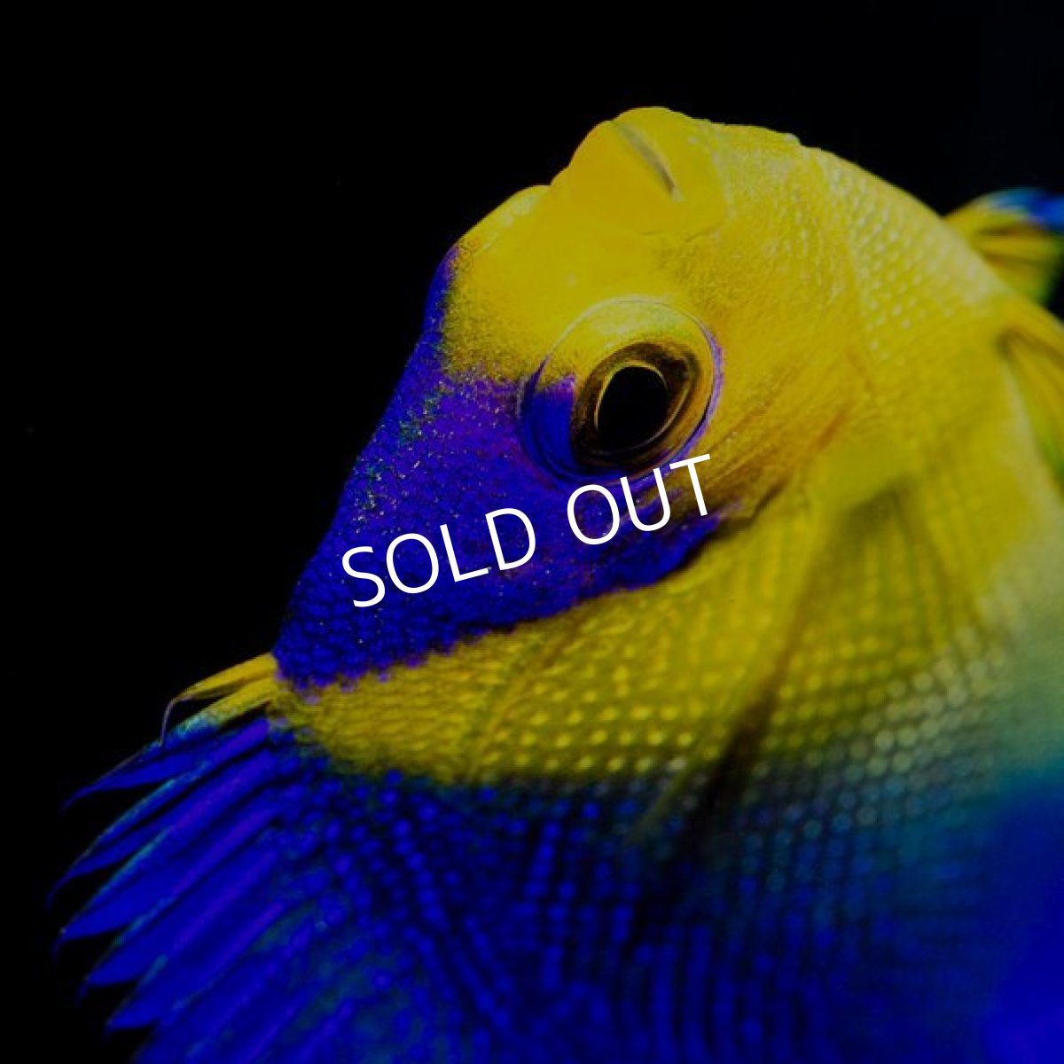 画像3: スミレヤッコ S 八重山産 No.1 (3)