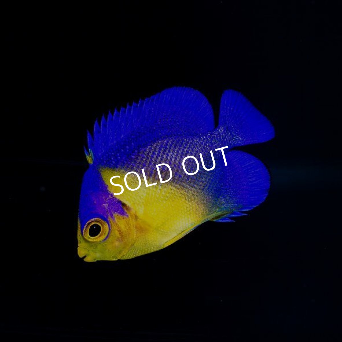 画像2: スミレヤッコ S 八重山産 No.2 (2)