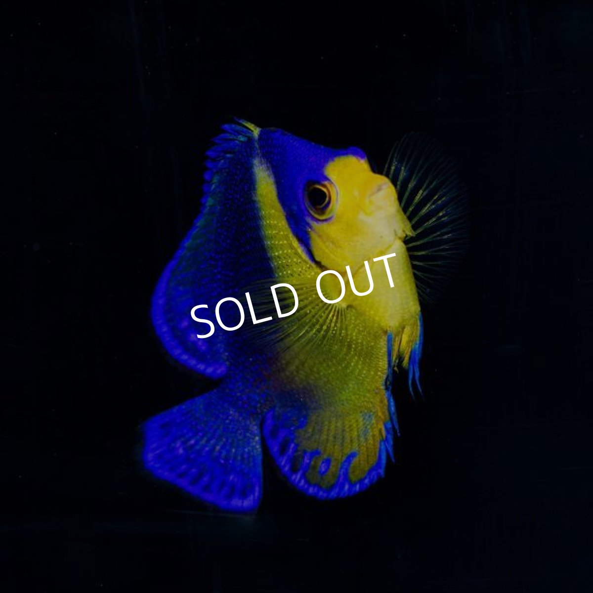 画像2: スミレヤッコ M 八重山産 No.2 (2)