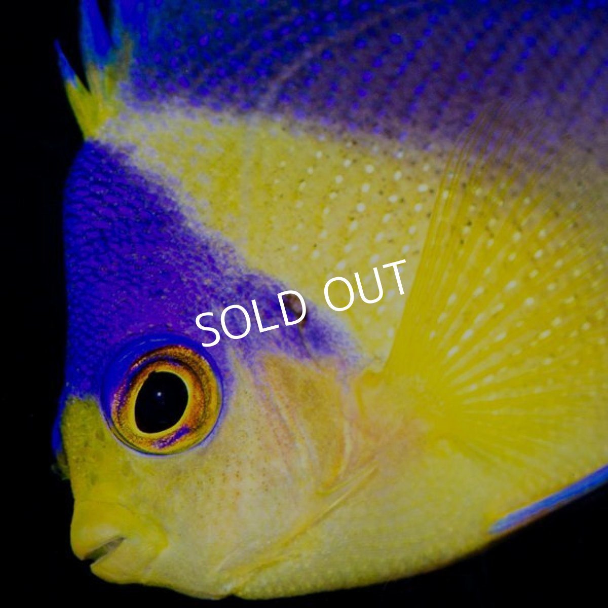 画像3: スミレヤッコ M 八重山産 No.1 (3)