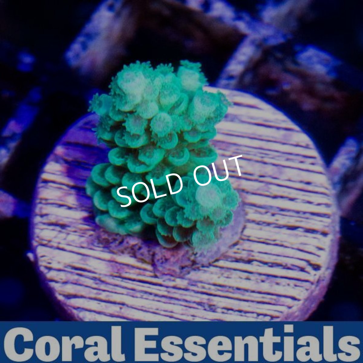 画像2: CE Tenuis Aqua Teal (2)