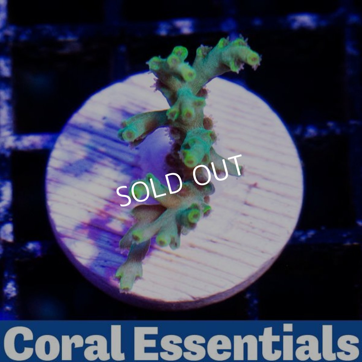 画像2: CE Yoshi No.1 (2)