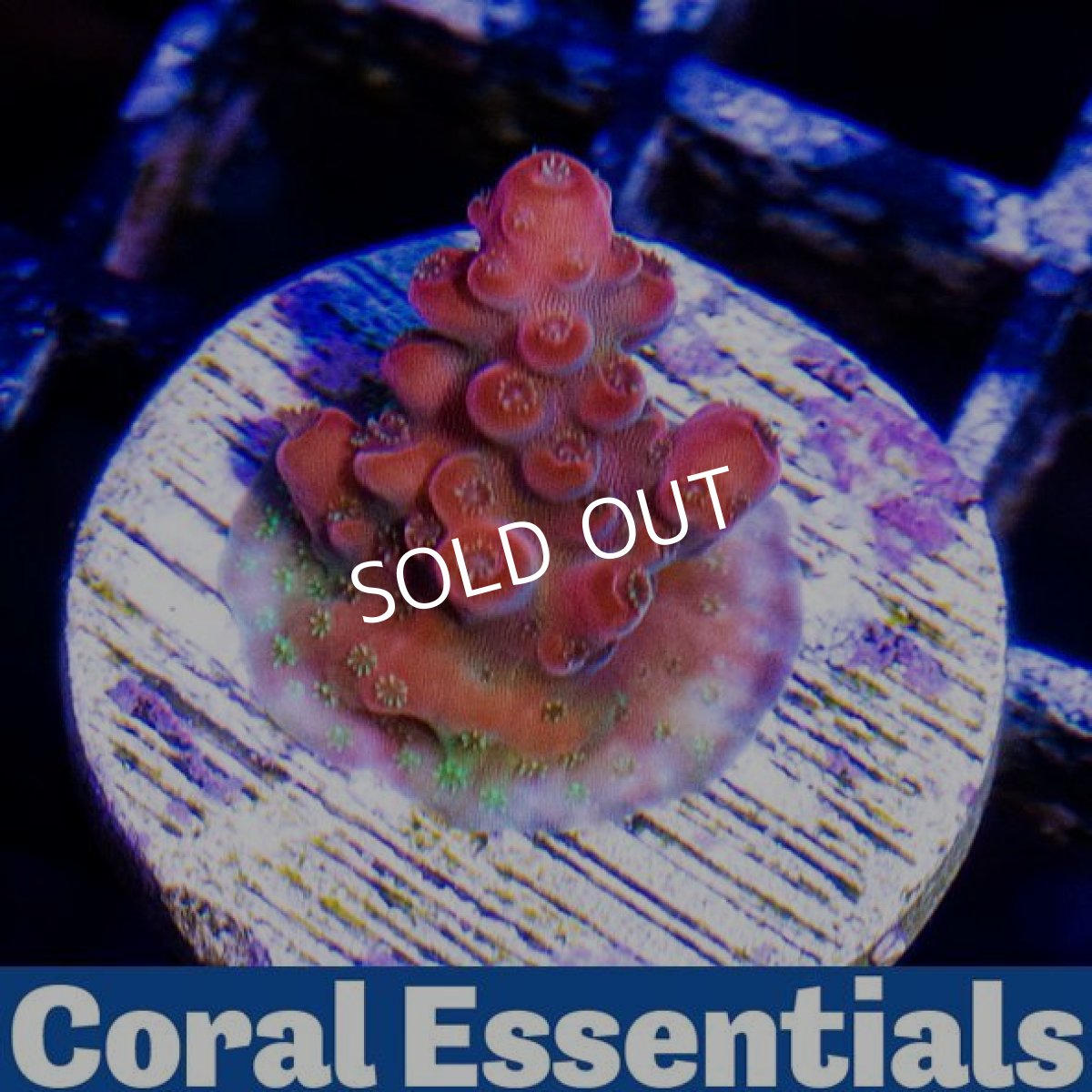 画像2: CE Island Red Devil (2)