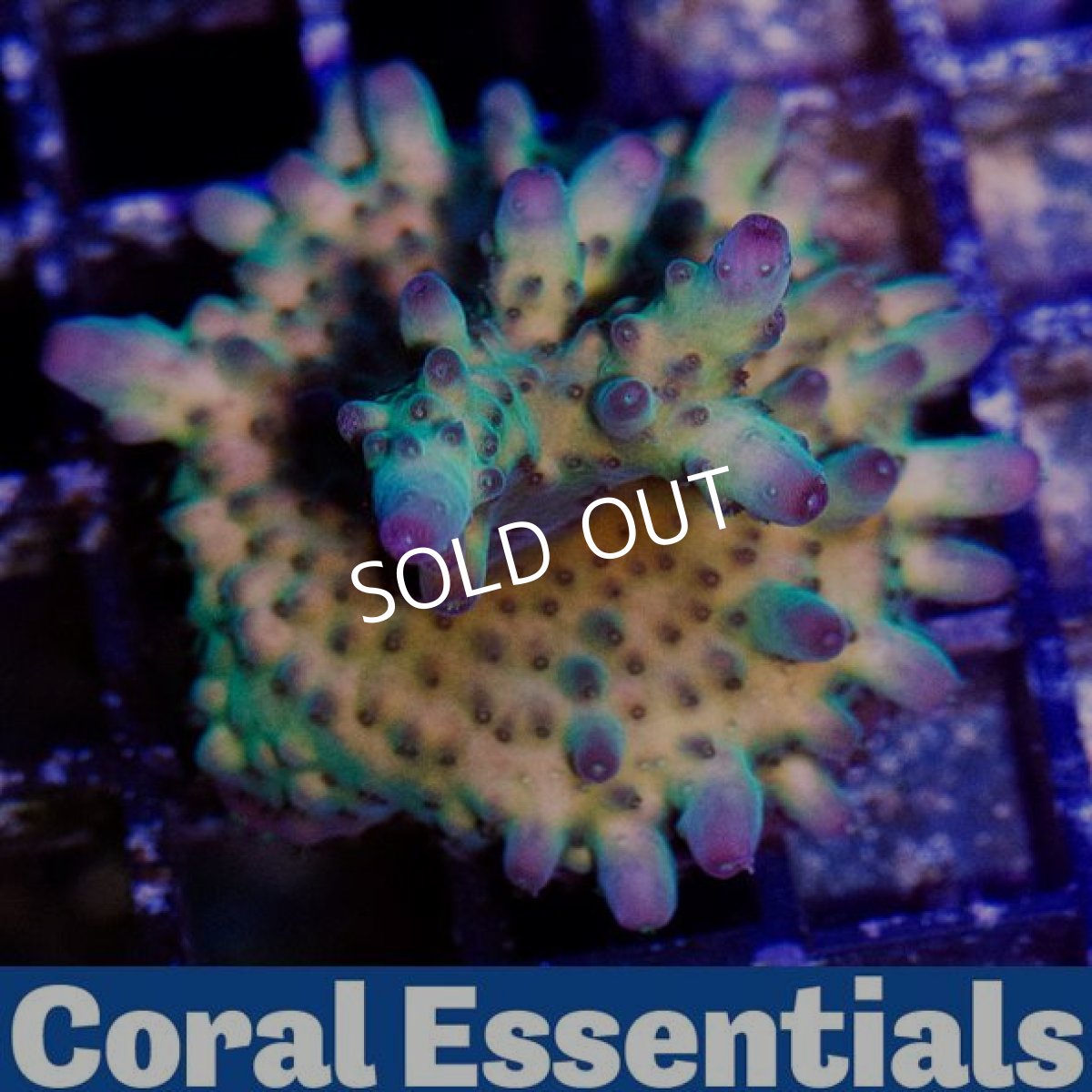 画像2: CE N's Crazy Paradise No.1 (2)