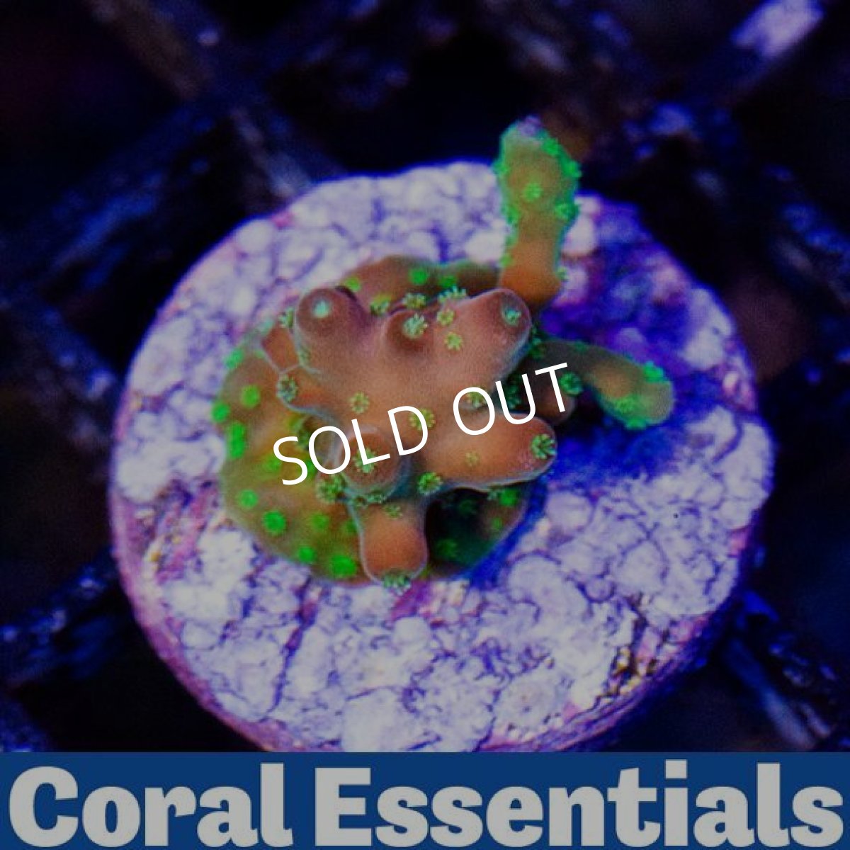 画像2: CE Rosaria No.2 (2)