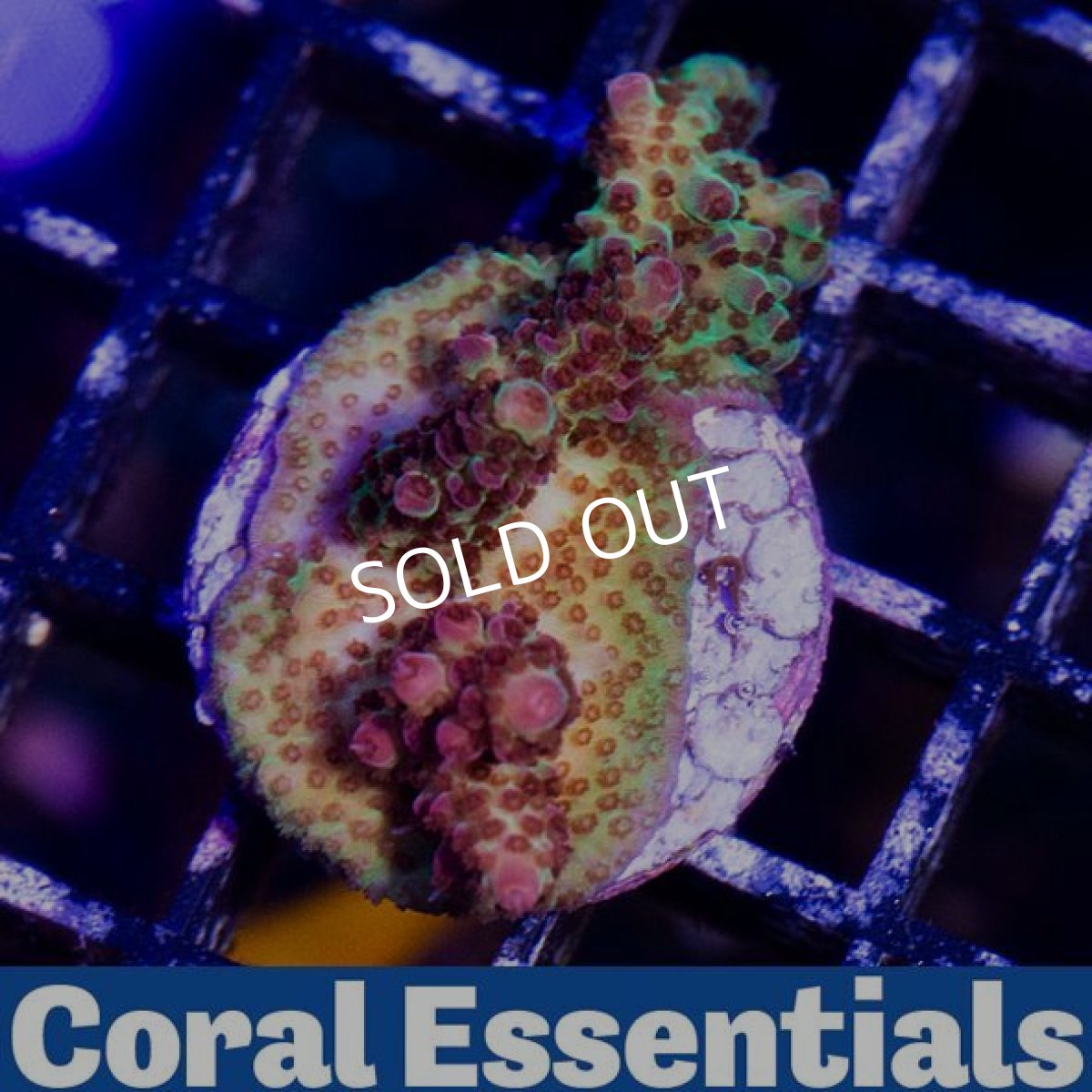 画像2: CE PC Rainbow (2)