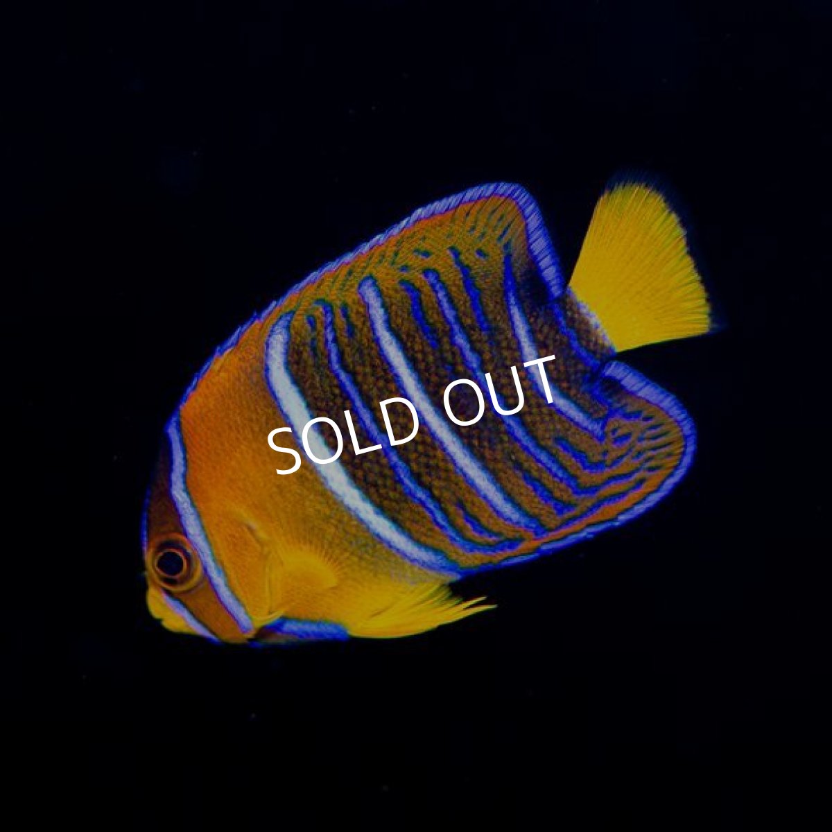 画像2: キングエンゼル　SM (2)