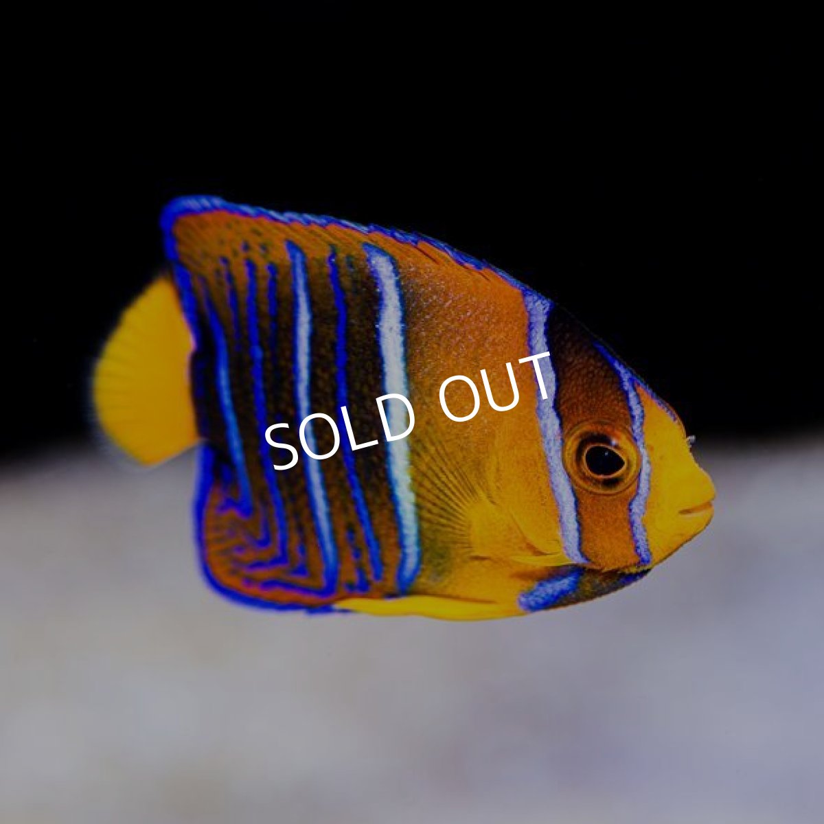 画像3: キングエンゼル　SM (3)