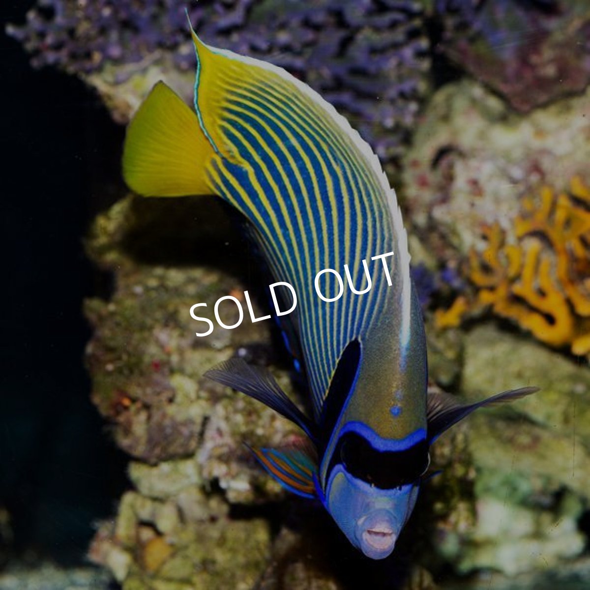 画像2: タテジマキンチャクダイ　八重山産 (2)