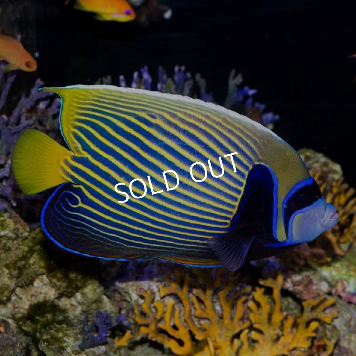 画像3: タテジマキンチャクダイ　八重山産 (3)