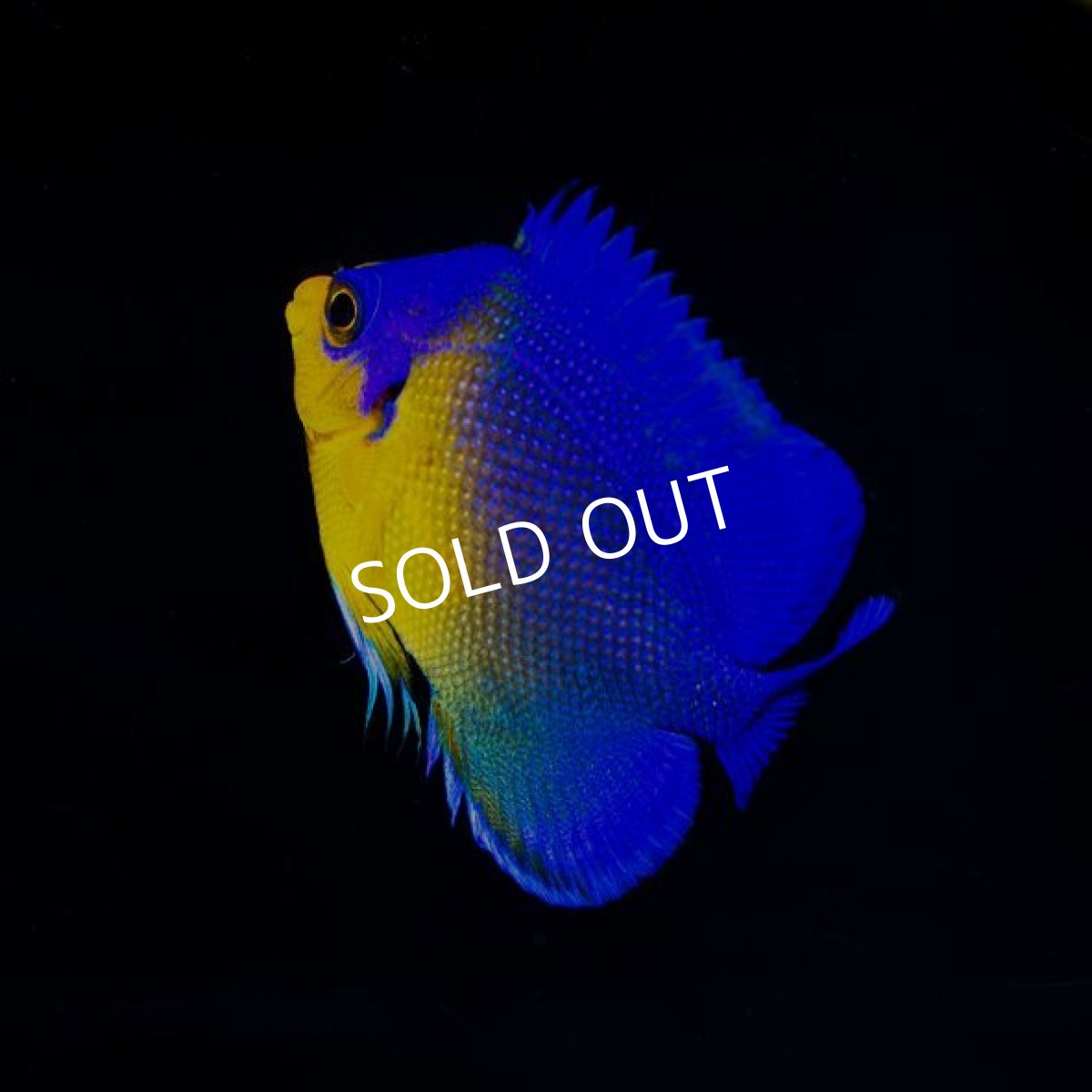 画像2: スミレヤッコ　SM　八重山産　No.2 (2)